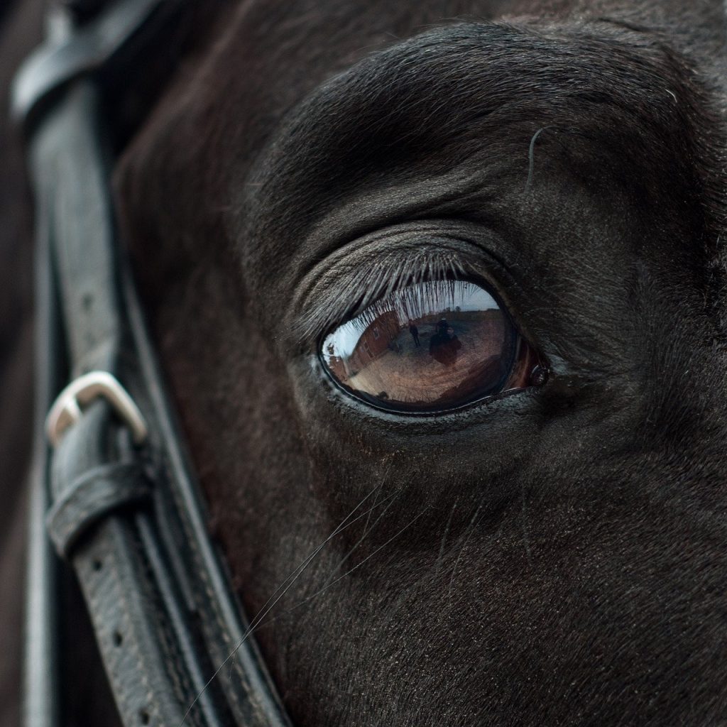 horse, eye, mirror