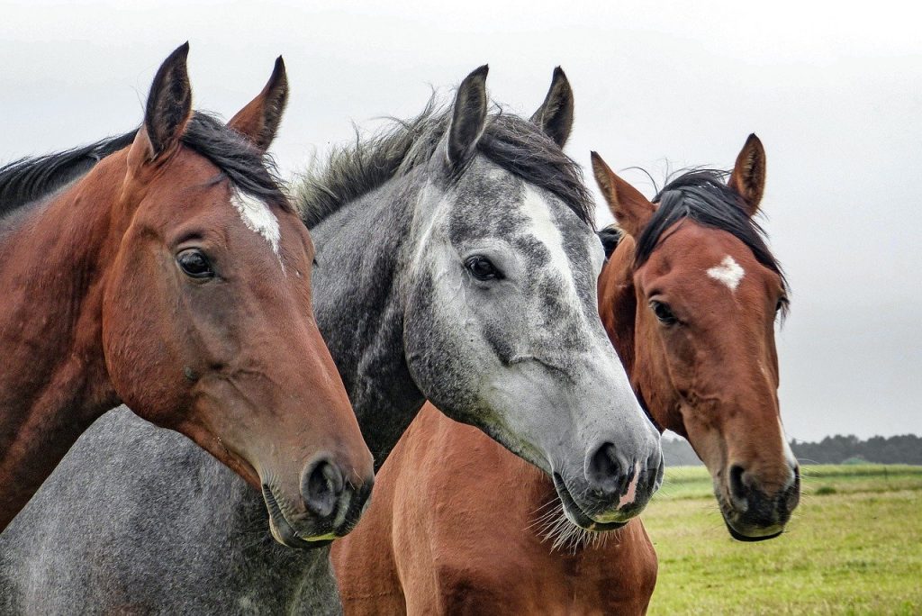 horses, horse head, animals