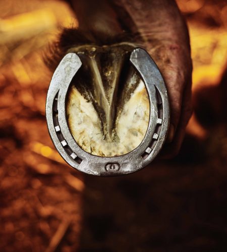 WerkmanHorseshoes15555